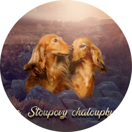 Webové stránky pro chovatele psů
